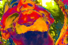 Galerie AUTOPORTRAIT